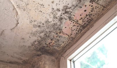 ¡Hogar Fresco y Feliz: Conquista la Humedad con Alegría!